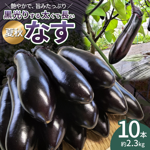 ナス 黒光りする太くて長い！10本　【40P3224】