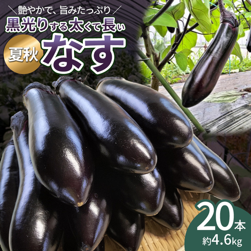 ナス 黒光りする太くて長い！20本　【80P3207】