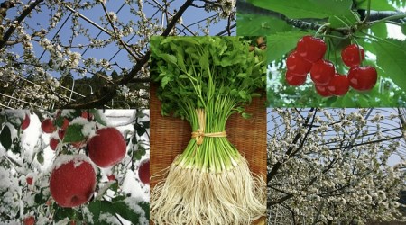 [定期便]ゆざわ四季の便り〜三関からあなたへ〜さくらんぼ 三関産佐藤錦 枝豆 三関産ふじ100%リンゴジュース 三関セリ[(株)CRAS][D6-10901]