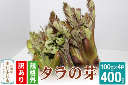 [訳あり品] タラの芽 規格外 100g×4パック (発送は4月下旬〜5月中旬ごろ予定)