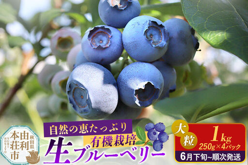 《先行受付》田口農園 秋田県産 大粒 ブルーベリー 生 合計1kg（250g×4パック）【6月下旬から順次発送】