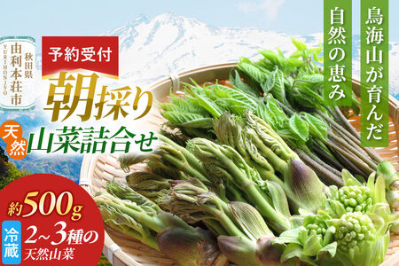 [予約受付]朝採り発送!天然山菜詰合せ 約500g(2〜3種類)