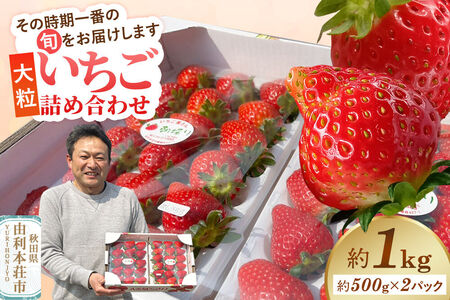 大粒いちご詰め合わせ 合計約1kg(約500g×2パック)いちご屋さんのいちご