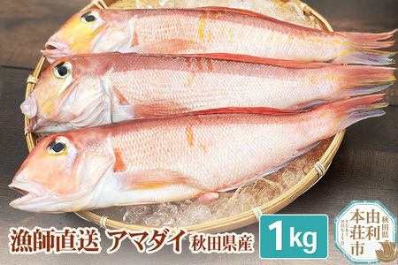 P00467 アマダイ1kg 漁師直送 甘鯛 あまだい 高級魚 由利本荘市産 （発送可能期間：5月～11月）