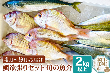 鯛 欲張りセット 2kg 以上 冷蔵 [予約]4月中旬〜9月中旬発送