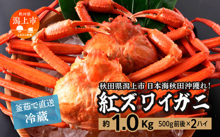 日本海沖産 紅ズワイガニ500g前後×2匹 約1.0kg/冷蔵[安田水産]