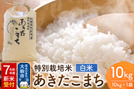 āsߘa7NY VĎttʍ͔| ܂yāz10kg×1 [YC Hc sY