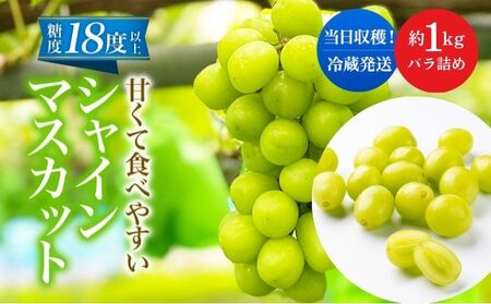 先行予約 甘く食べやすい シャインマスカット 粒 バラ詰め 約1kg[出荷時期:2024年9月下旬〜10月上旬ごろ]数量限定 期間限定 果物 フルーツ ぶどう ブドウ マスカット