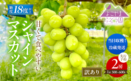 先行予約 [訳あり] 甘く食べやすい シャインマスカット 2房(1房 500〜600g)[出荷時期:2025年9月下旬〜10月上旬ごろ]数量限定 期間限定 果物 フルーツ ぶどう ブドウ マスカット