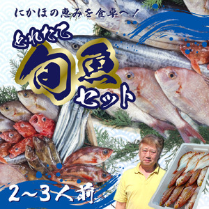 鮮魚 冷蔵 クール便「 開けたらすぐ食べられる下処理済み 海産物 2〜3人前 セット 」みずしまや[ パック 詰め合わせ 海鮮セット 鮮魚ボックス 海鮮 海の幸 魚介 魚介類 刺身 切り身 秋田県 にかほ ]