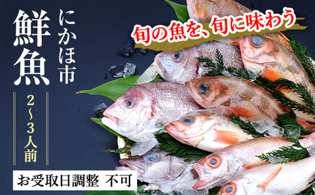 鮮魚 下処理済み 日本海の鮮魚 2〜3人前(5〜8種類) セット 魚 パック 詰め合わせ 海鮮セット ボックス 海鮮 海産物 海の幸 魚介 魚介類 刺身 切り身 ひらめ 鯛 甘エビ 鯵 あんこう 鮭 カレイ ハタハタ 鱈 ズワイガニ 冷蔵 発送メールのみ