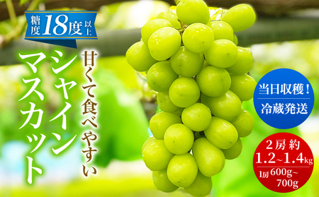 先行予約 甘く食べやすい シャインマスカット 2房(1房 600〜700g)[出荷時期:2025年9月下旬〜10月上旬ごろ]数量限定 期間限定 果物 フルーツ ぶどう ブドウ マスカット