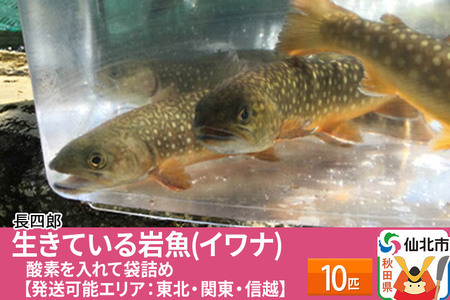 生きている岩魚(イワナ)10匹 酸素を入れて袋詰め[発送可能エリア:東北・関東・信越]