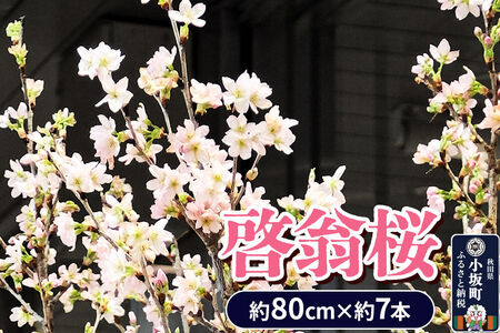 [予約受付]啓翁桜 約80cm×約7本 [さくら 桜 サクラ 花 桜のお花 フラワーギフト 花ギフト プレゼント モダン おしゃれ お正月飾り 正月桜 秋田県 小坂町 啓翁桜小坂会]