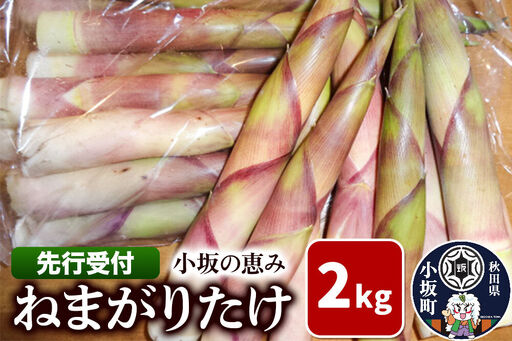 [先行受付]小坂の恵み(ねまがりたけ)2kg