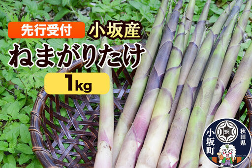 [先行受付]小坂産 ねまがりだけ 1kg