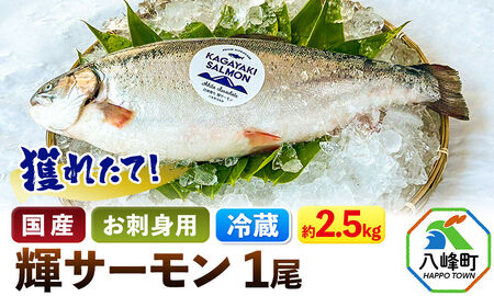 獲れたて「輝サーモン」 まるごと1尾 (約2.5kg)[生・冷蔵] 鮭 さけ お刺身や塩焼きに 国産 秋田県産