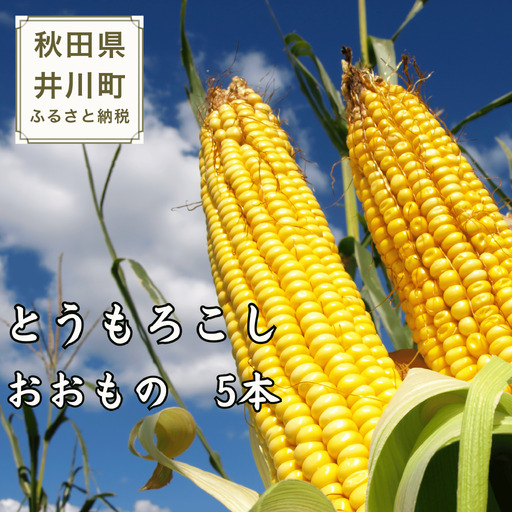 【令和８年分先行予約】とうもろこし（5本）　秋田県井川町産【つかまファーム】