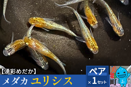 めだか ユリシス (1ペア) メダカ 生体 観賞用 魚 ペット 観賞魚