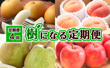 [定期便4回]樹になる定期便 [令和7年産先行予約]FU23-795 フルーツ定期便 くだもの 果物 なし 梨 和梨 幸水 洋梨 洋なし ラ・フランス ラフランス もも 桃 白桃 りんご 林檎 ふじ 山形 山形県 山形市 2025年産