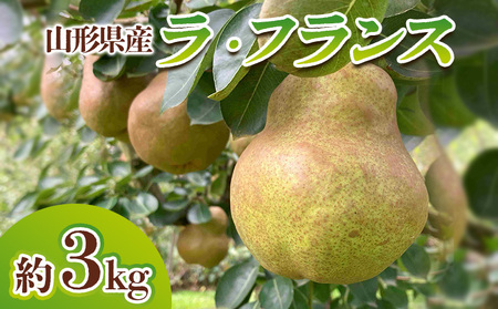 R`Y EtX Gi 3kg(6`12) FY24-027
