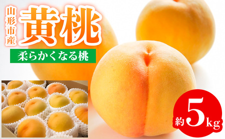 R`sY  Gi 5kg (12`20) _炩Ȃ铍yߘa8NYs\zFS24-759  ʕ t[c R` R` R`s 2026NY