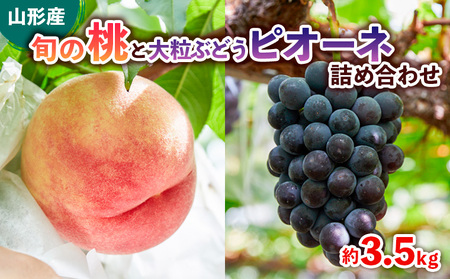 旬の桃と大粒ぶどうピオーネ 詰め合わせ 約3.5kg[令和8年産先行予約]FS24-764 くだもの 果物 フルーツ 山形 山形県 山形市 2026年産