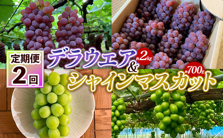 【定期便2回】デラウエア 約2kg 10房～16房＆シャインマスカット 約700g 1房 FY25-004