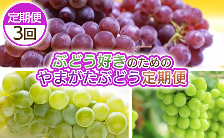 [定期便3回]ぶどう好きのためのやまがたぶどう定期便 [令和8年産先行予約]FS25-693 くだもの 果物 フルーツ 山形 山形県 山形市 2026年産