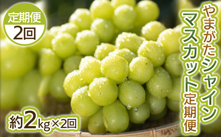 [定期便2回]やまがた シャインマスカット 秀品 約2kg×2回[令和8年産先行予約]FS25-698 くだもの 果物 フルーツ 山形 山形県 山形市 2026年産