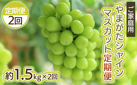 [定期便2回]ご家庭用 やまがた シャインマスカット 優品 約1.5kg×2回 [令和8年産先行予約]FS25-699 くだもの 果物 フルーツ 山形 山形県 山形市 2026年産