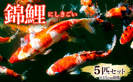 錦鯉 5匹セット (15cm前後) FY25-120