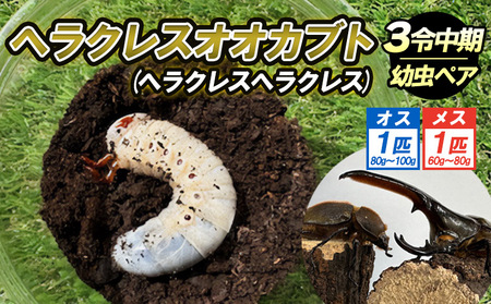 ヘラクレスオオカブト(ヘラクレスヘラクレス)３令中期幼虫ペア(オス1匹、メス1匹) FY25-205