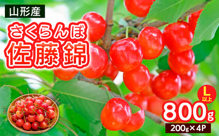 さくらんぼ Lサイズ以上 佐藤錦 800g(200g×4パック)[令和8年産先行予約]FS25-066
