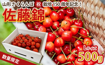 山形さくらんぼ (祝)栽培150周年記念!佐藤錦 500g バラ詰め L玉 数量限定![令和8年産先行予約]FS25-068