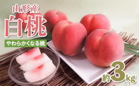 R`Y 3kg(7`11) (炩Ȃ铍) yߘa8NYs\zFS25-081