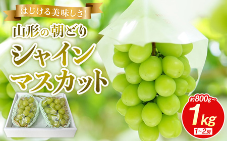 �͂�������������I�R�`�̒��ǂ�V���C���}�X�J�b�g 800g�`1kg 1�`2�[�y�ߘa8�N�Y��s�\��zFS25-134