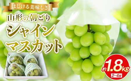 �͂�������������I�R�`�̒��ǂ�V���C���}�X�J�b�g ��1.8kg 2�`4�[�y�ߘa8�N�Y��s�\��zFS25-136