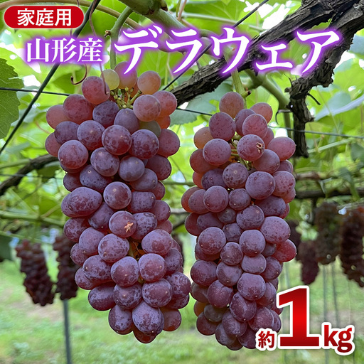 家庭用デラウエア 約1kg 優以上 M〜3L (6〜8房) FY26-164