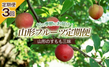 [定期便3回]山形のすもも三昧 [令和7年産先行予約]FS24-606くだもの 果物 フルーツ 山形 山形県 山形市 2025年産