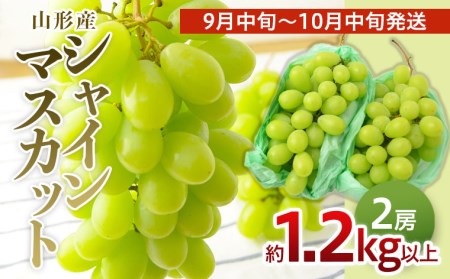 山形のぶどう シャインマスカット 1.2kg以上(2房)[10月中旬～11月中旬