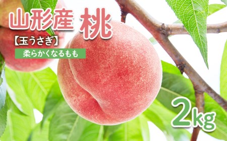 `̂XX`R`Y  2kgyʂz yߘa8NYs\zFS25-600  ʕ t[c R` R` R`s 2026NY