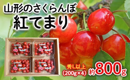 山形のさくらんぼ 紅てまり 約800g Lサイズ以上(200g×4) [令和7年産先行予約]FS24-557くだもの 果物 フルーツ 山形 山形県 山形市 2025年産