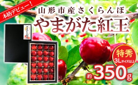 2023年本格デビュー！山形市産 さくらんぼ【やまがた紅王 特秀品】3L