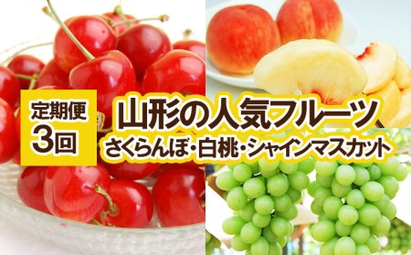 定期便3回★山形の人気フルーツ(さくらんぼ・白桃・シャインマスカット) [令和7年産先行予約]FU23-310 くだもの 果物 フルーツ 山形 山形県 山形市 2025年産
