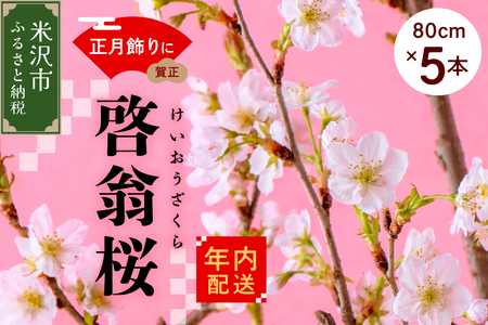 [ 新米 ] [ 年内発送 / 数量限定 ] 啓翁桜 ( けいおうざくら ) 80cm × 5本 花 生花 枝花