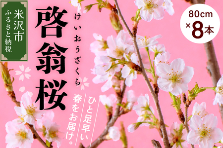 [先行予約] 啓翁桜 ( けいおうざくら ) 80cm×8本 切り花 2026年1月中旬から順次お届け