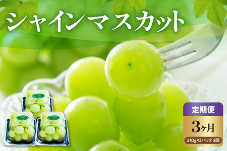 【先行予約】 【3ヶ月定期便】 令和8年産 粒 シャインマスカット 210g × 3パック × 3回 2026年9月下旬頃～お届け予定