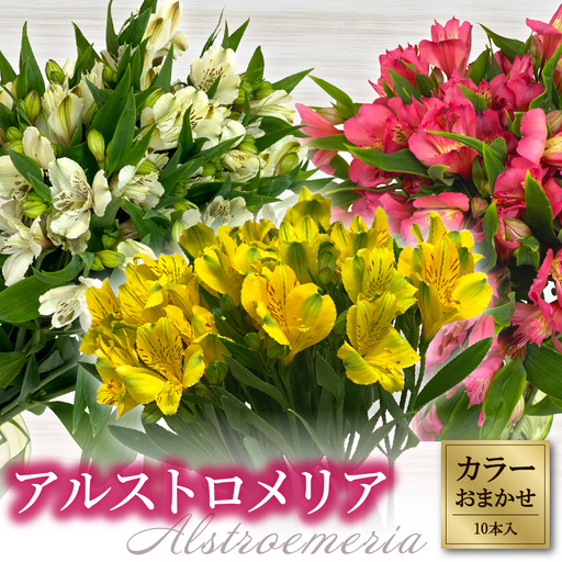 アルストロメリア 色おまかせ 1束 10本入り 花 生花 切花