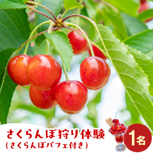 さくらんぼ狩り体験(さくらんぼパフェ付) 1名分